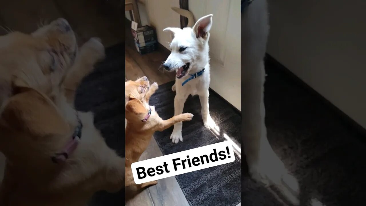Puppies playing in slow motion!!🤣😂🤣😂 #cutenessoverload #cutepuppies #dogs
