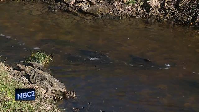 Great Outdoors: Coho salmon spawning in Kewaunee