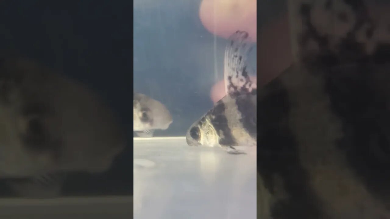 Baby High fin algae eaters (Chinese High Fin Banded Shark or Batfish) #shorts