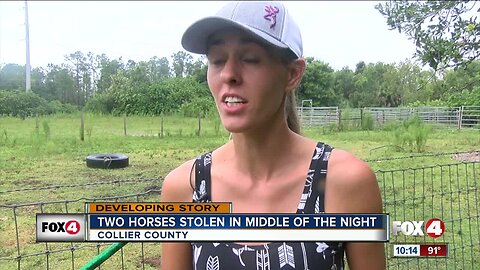 Two horses stolen in Collier County