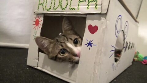 Funny Cat Plays in His House