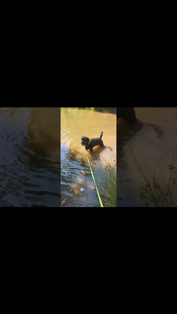 Day out with Silkin the adorable rottweiler 🐶 #rottweiler #dog