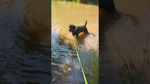 Day out with Silkin the adorable rottweiler 🐶 #rottweiler #dog