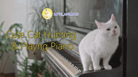 Cute Cat Playng Piano & Hunting Funny Video # Pet Cat # Funny Cat