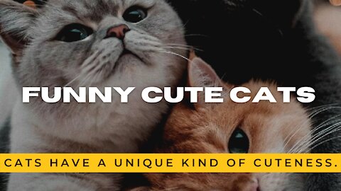 Cute Cats - funny cute and crazy cats video