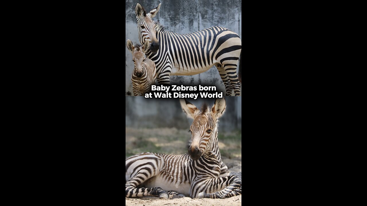 Baby Zebras BORN at Walt Disney World