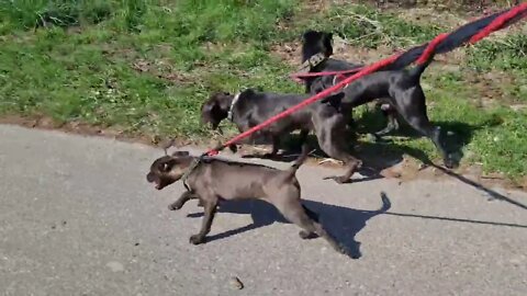 CINEMATIC pleasure of Three Patterdale Terriers in MOTION MOVEMENT BLACK FELL. Adult Male&Female Pup