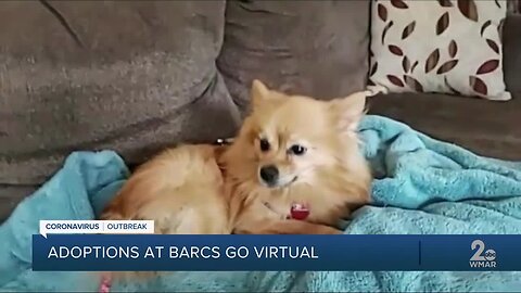 BARCS is taking their adoptions virtual during the coronavirus pandemic