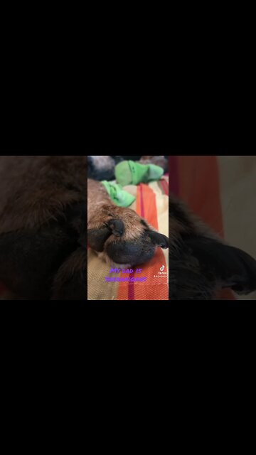 Don’t touch my feet for your #shorts! #bluetick #coonhound #shortsvideo