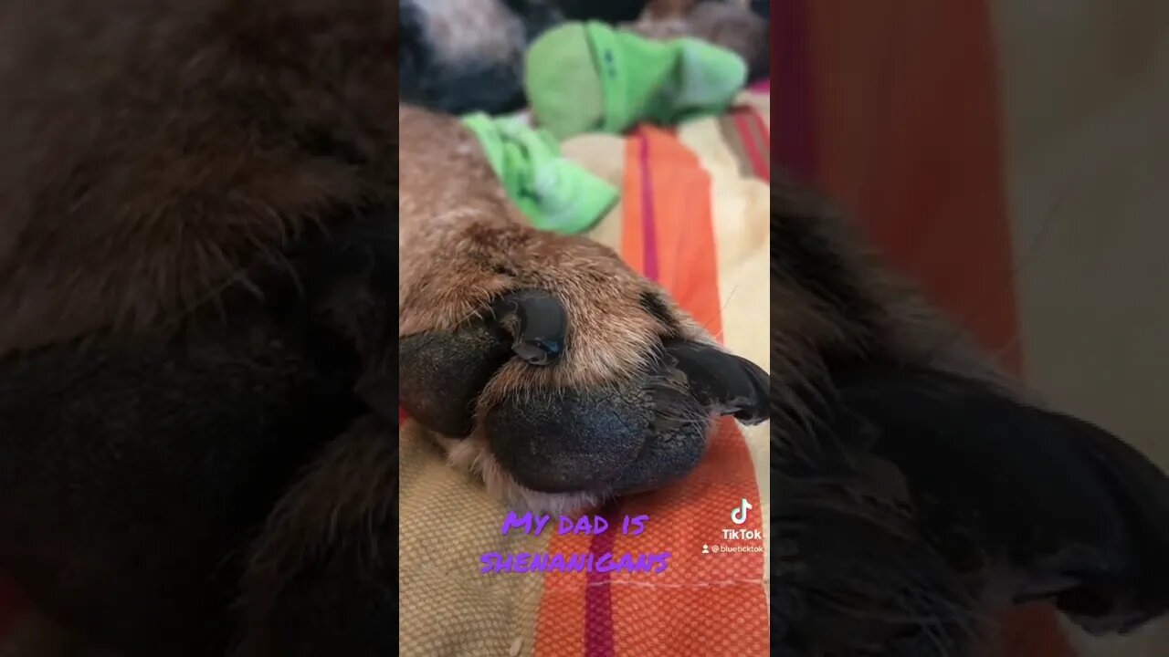 Don’t touch my feet for your #shorts! #bluetick #coonhound #shortsvideo