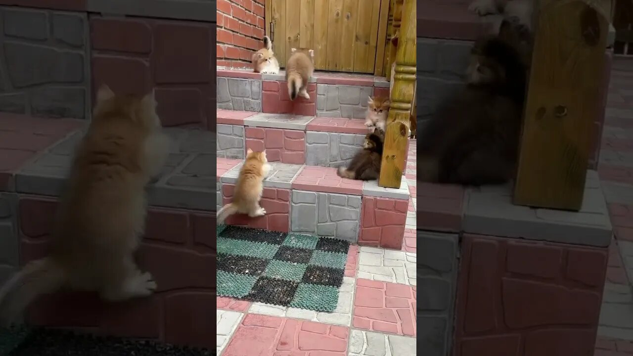 Kittens playing with each other on the stairs.