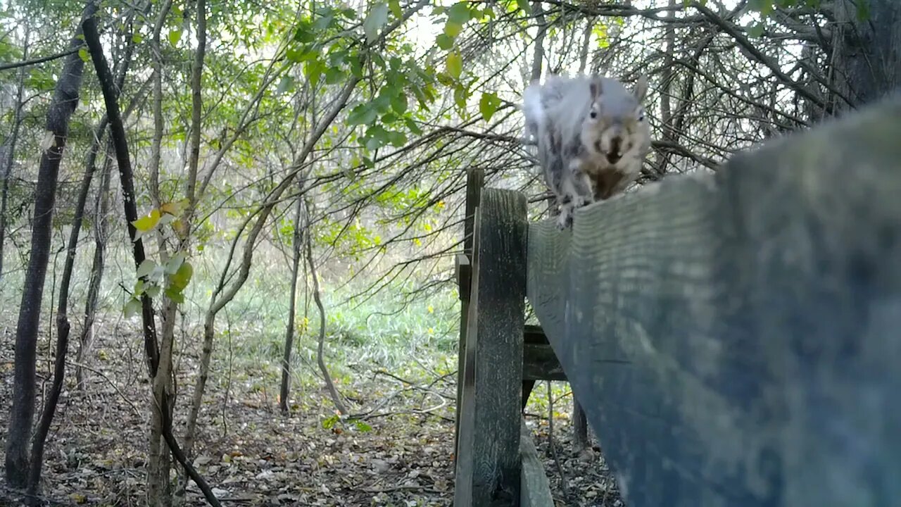 Squirrel close up with nut