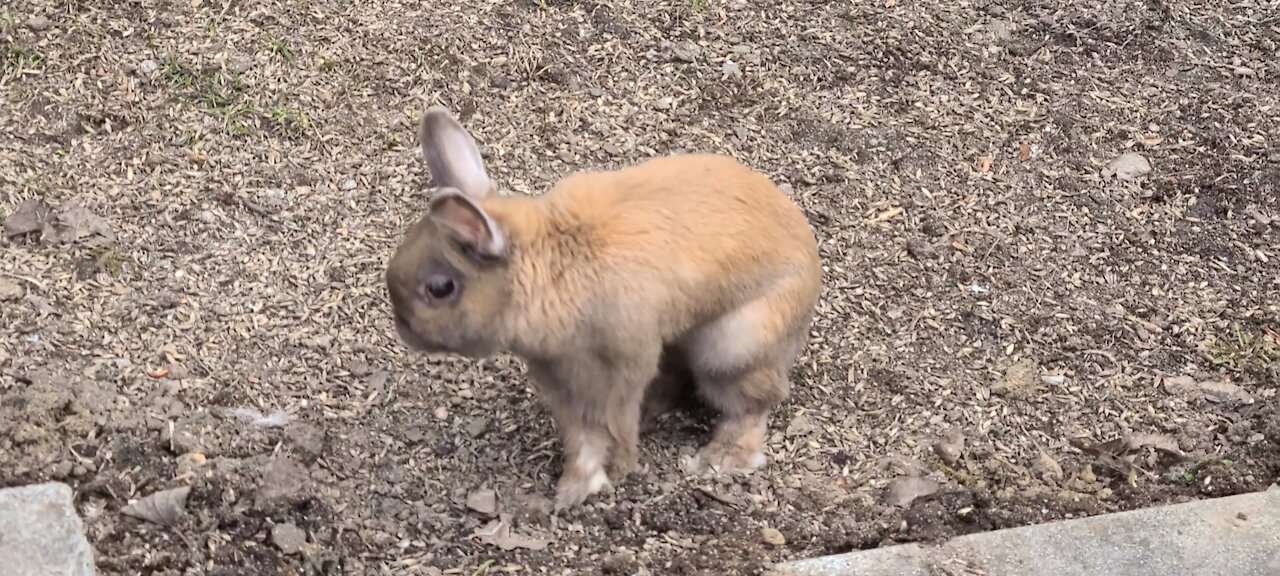 Delightful dwarf rabbit enjoys the Spring weather