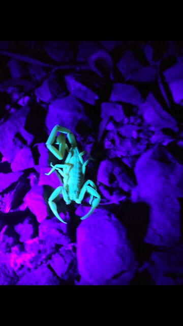 Scorpion 🦂 hunting