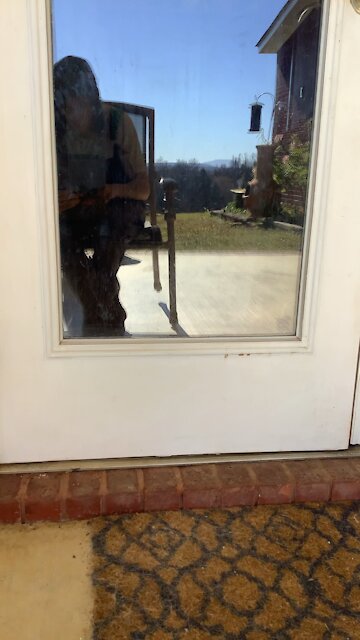 Samson the Cat Tries to Break Free