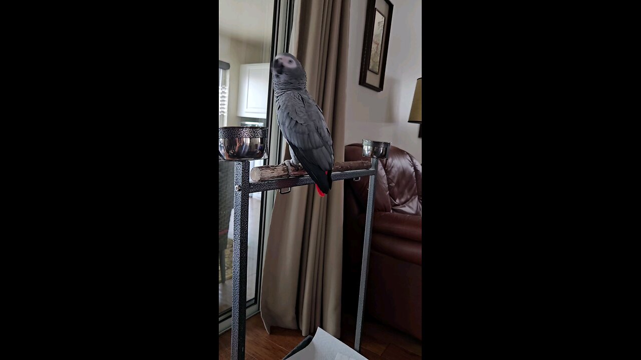 My Parrot Has A Funk Soul