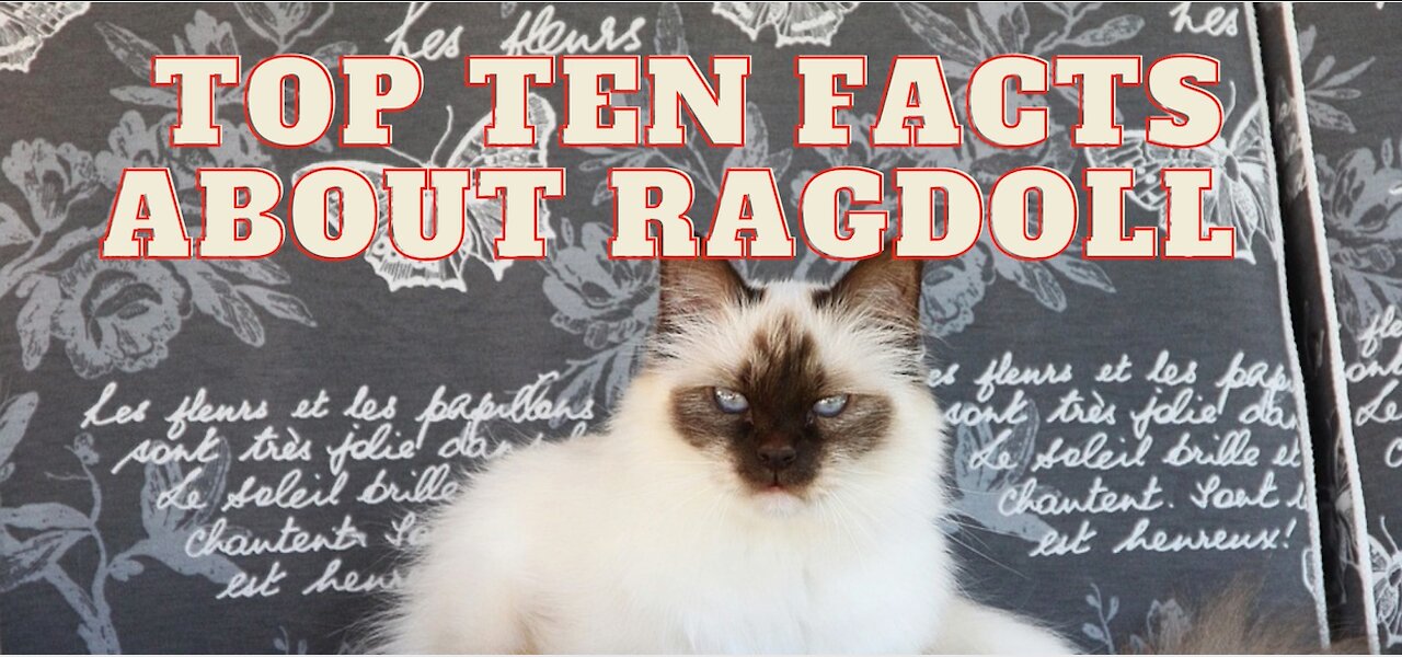 Top ten facts about Ragdoll cat