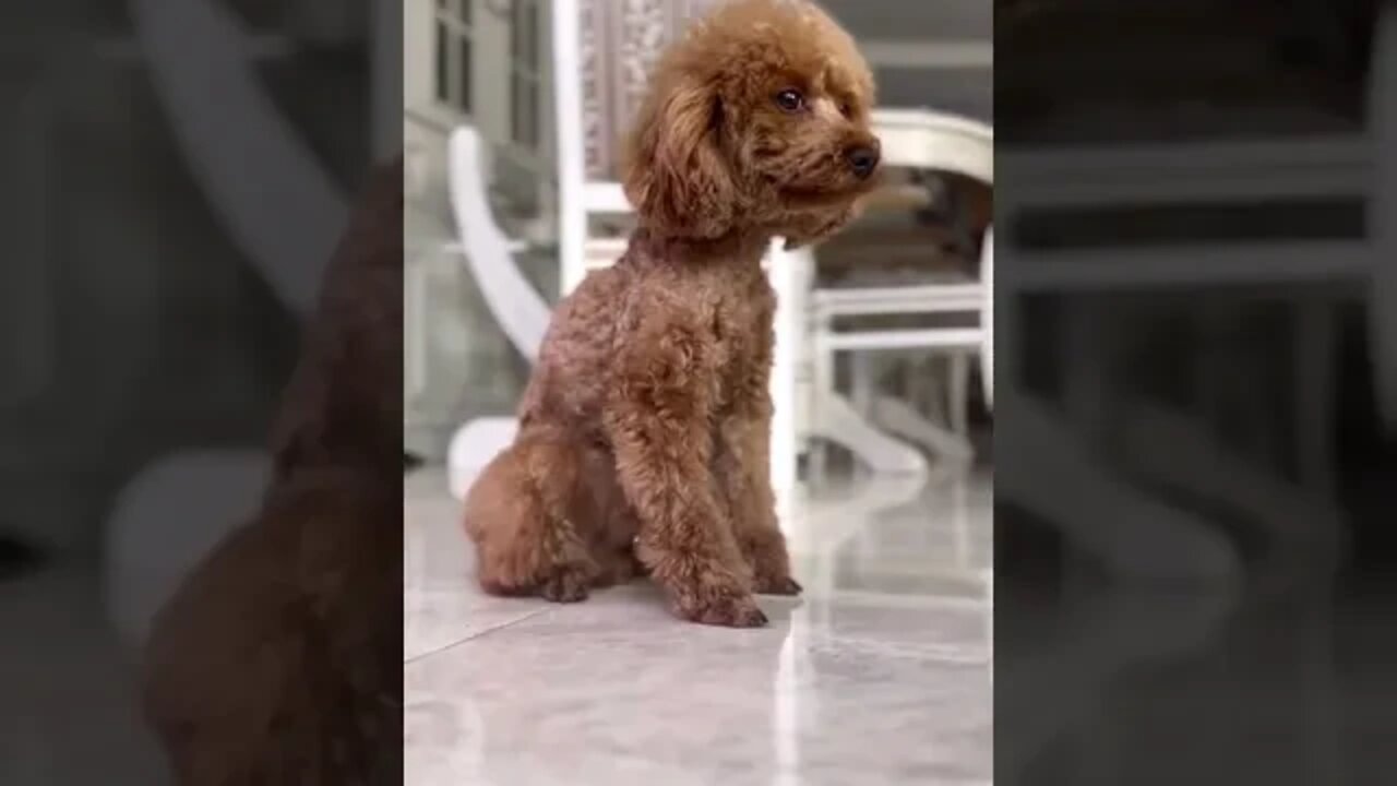 😂 cute dog video 😂, part 153 #shorts