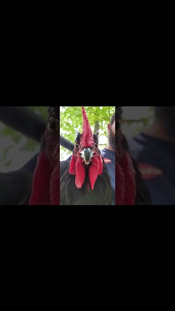 Look Into My Eyes #chicken