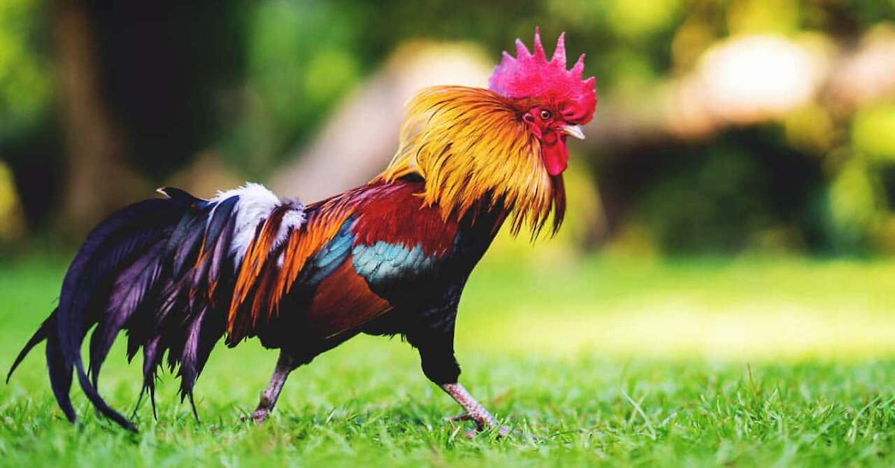 Rooster or cock