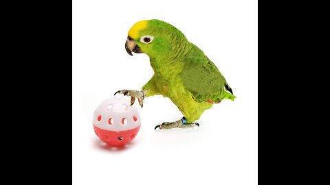 Parrot funny video..