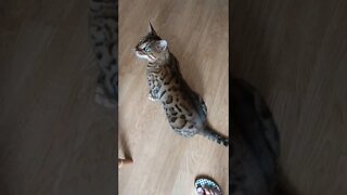 Bengal cat sees fan for first time #bengalcat #cutecat #funnycat