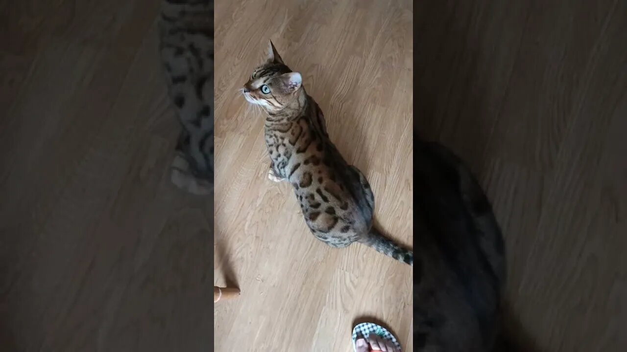Bengal cat sees fan for first time #bengalcat #cutecat #funnycat