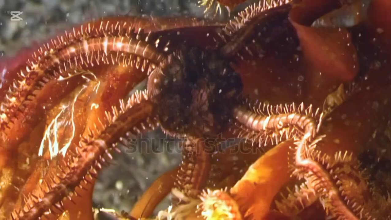 curiosidades sobre las estrellas de mar