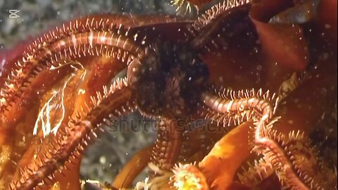 curiosidades sobre las estrellas de mar