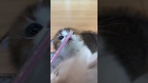 What's the cute kitty🐈🔥 #pets