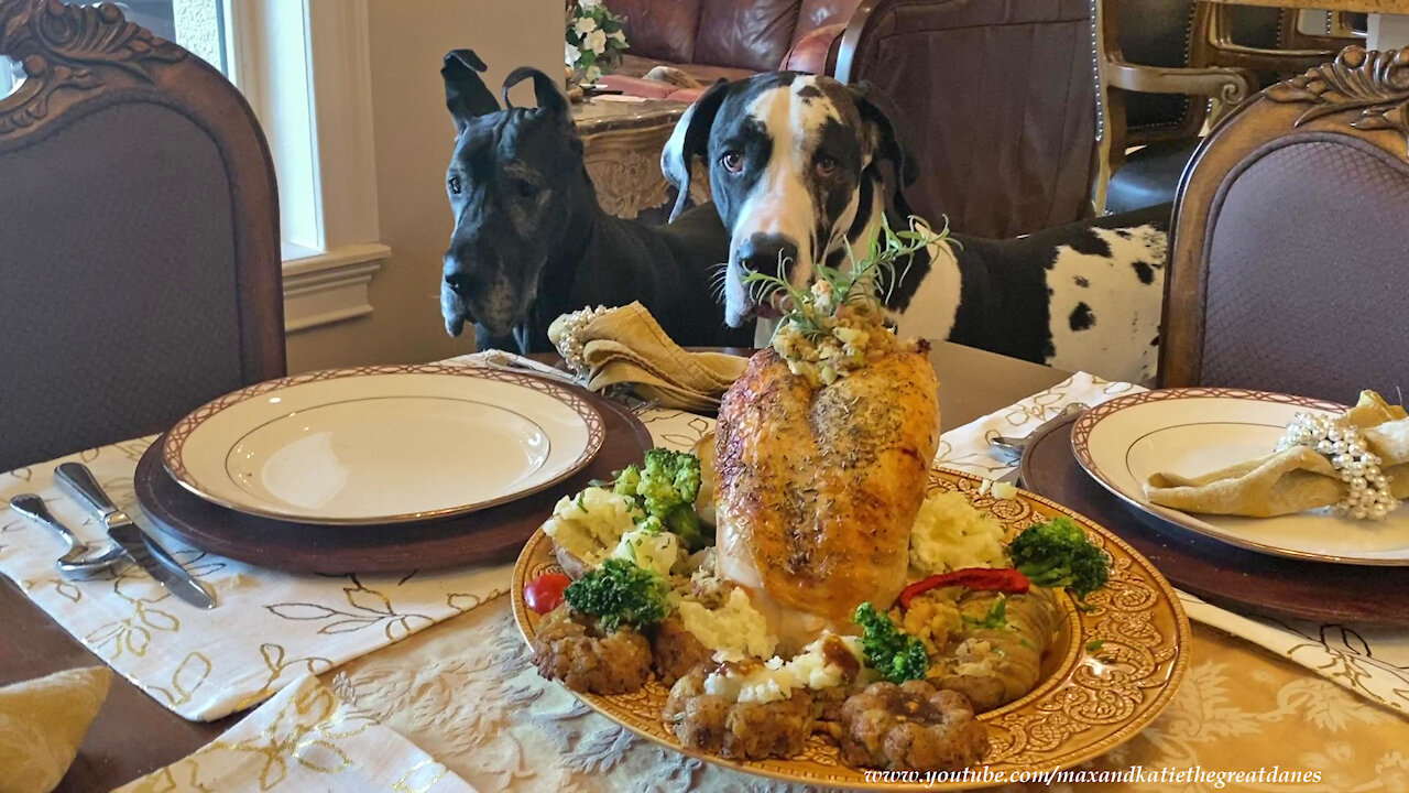 Polite Great Danes Enjoy Turkey Breast & Stuffing Donuts