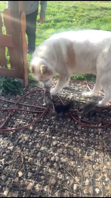 Big dog adorably confused by tiny litter of kittens