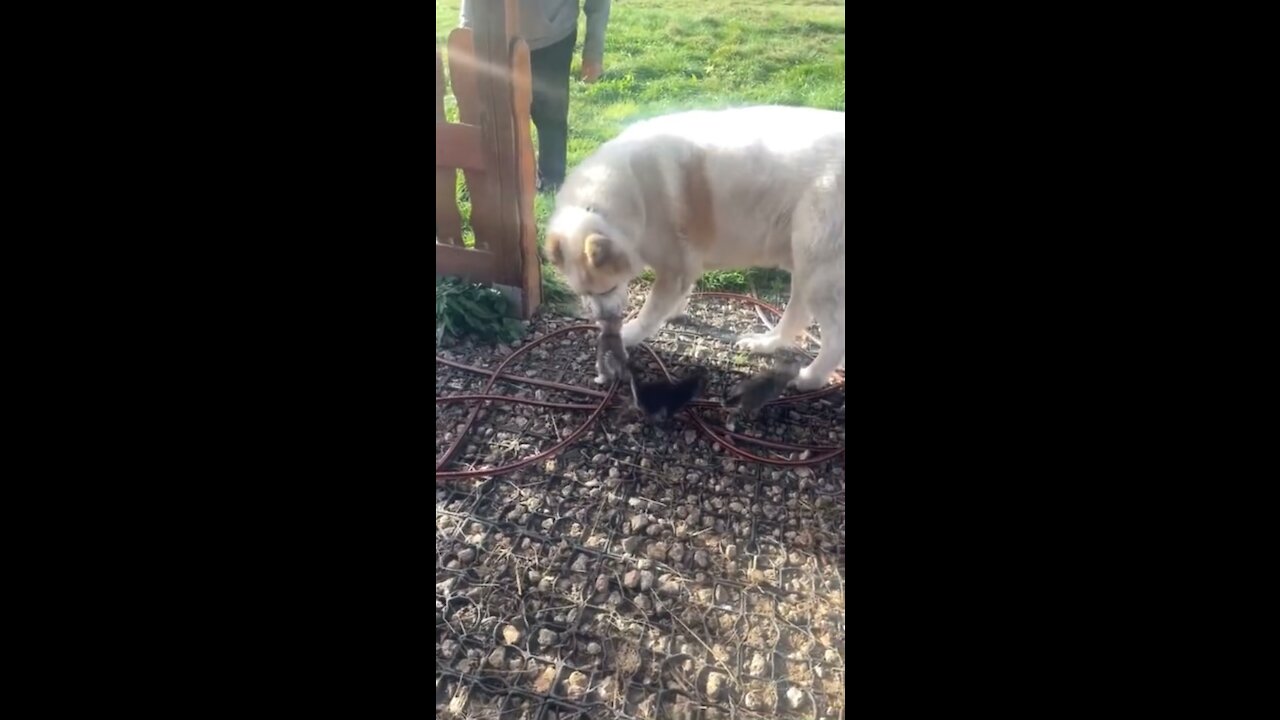 Big dog adorably confused by tiny litter of kittens