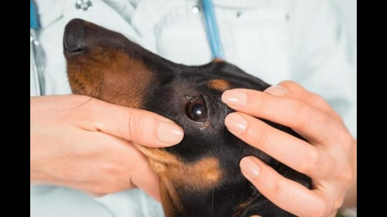 Giving medicine to flea pinscher dog 0