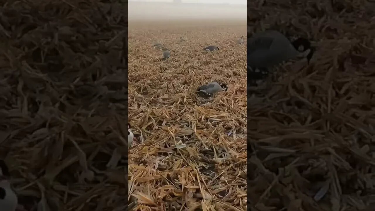 Golden Retriever Chasing Down A Goose #goosehunting #waterfowlhunting #goldenretriever