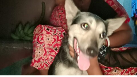 Funny Baby Playing With Dog !! Cute Baby and Pets Video
