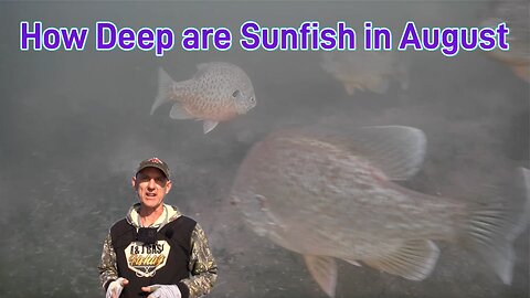 How Deep Do Sunfish Go in August