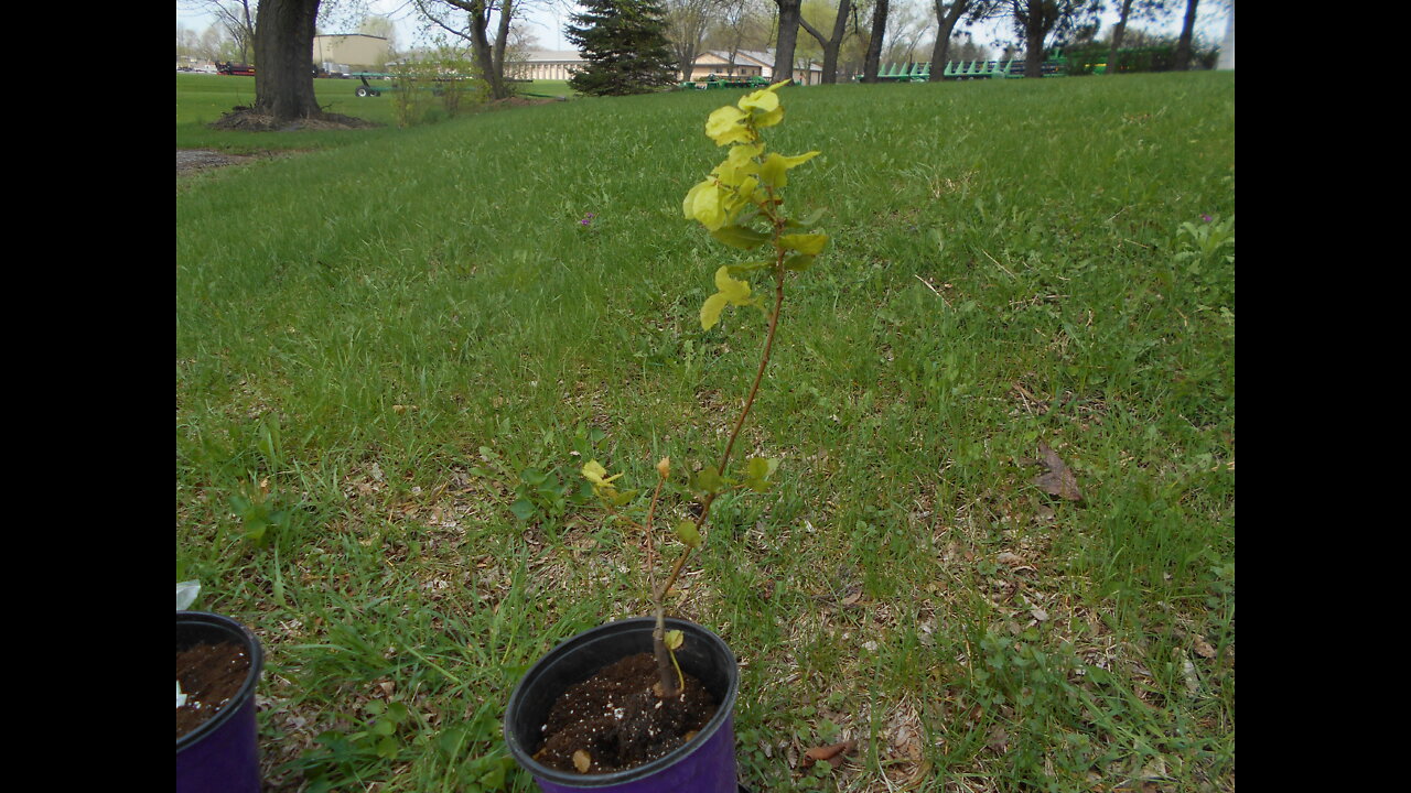 A Beautiful California Native Coast Live Oak Quercus agrifolia May 2022