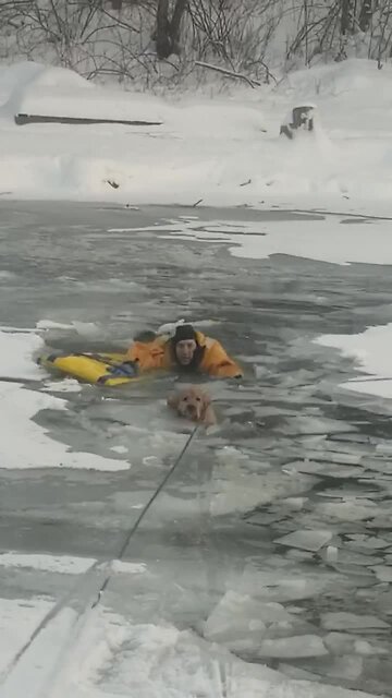 Firefighter helps adorable dog who fell in frozen Whitefish River
