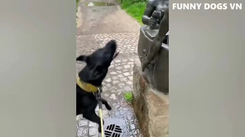 Funniest Animals Video - Funny Dogs And Cats - Try Not To Laugh Animals 2022