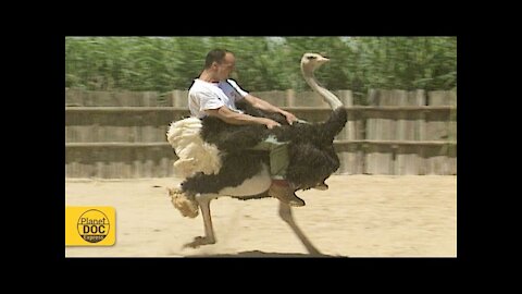 Animal Funniest Video Compilation - You Can't Stop Laughing