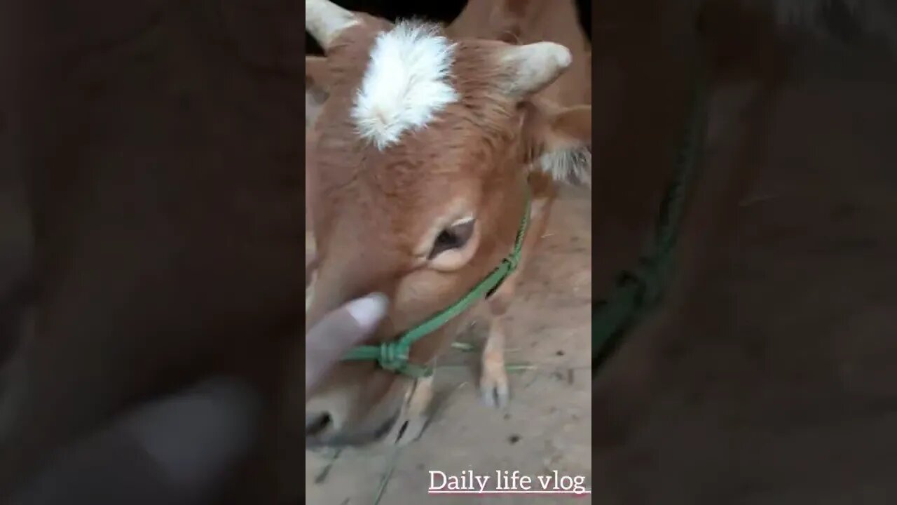 good cow