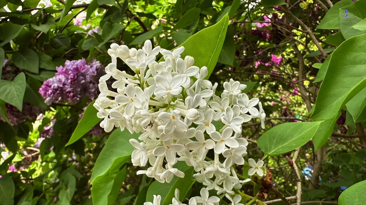 Reiners Radtour am 21-05-2023