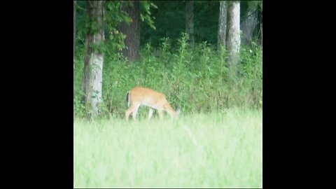 deer on the edge of the field