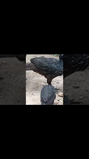 JACU E SEUS FILHOTES COM FOME EM BUSCA DE COMIDA