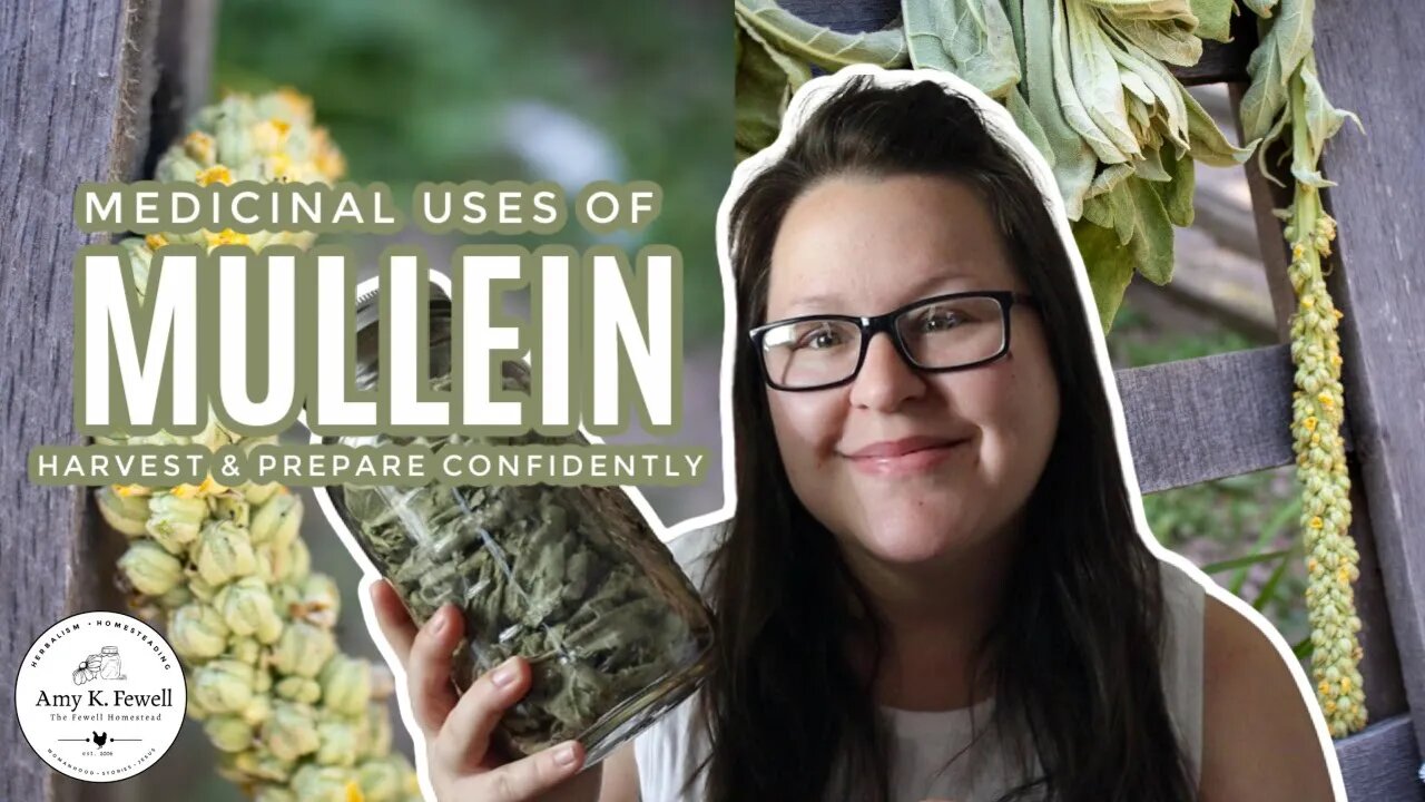 Medicinal Uses of Mullein | One of the BEST Respiratory HERBS!