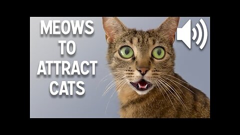 Sounds that attract cats - Meow to make cats come to you_HD