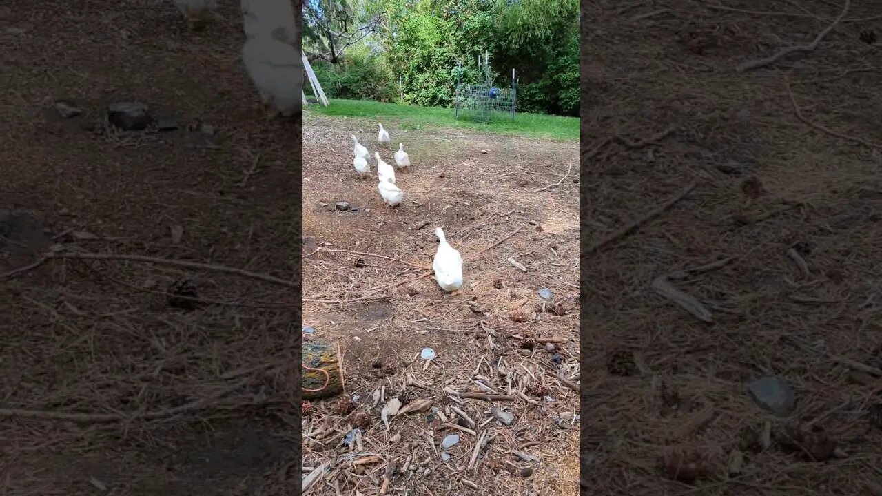 #ducks #shorts #farm