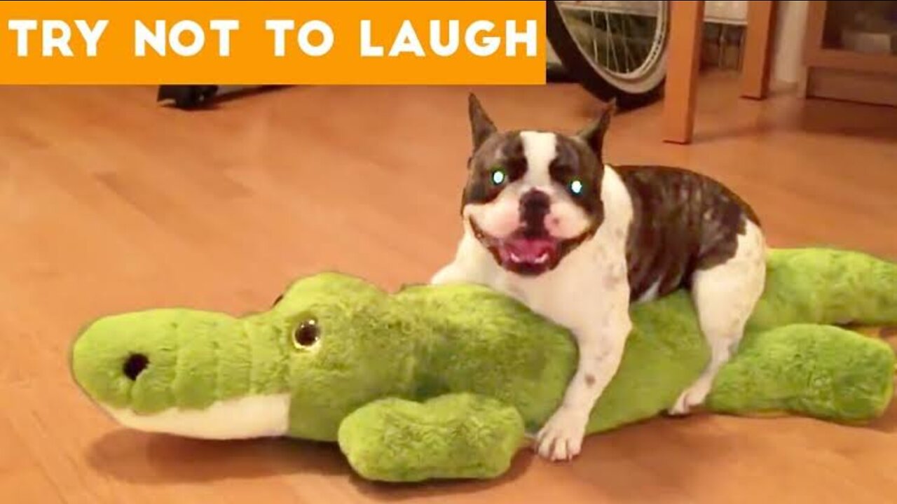 😇 Laugh non-stop with these funny dog 😹 - Funniest Dog Expression Video 😇 - Funny Dog Life