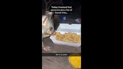 FIRST: What kind of mutated ass opossum is this?! SECOND: Where can I get one?!!!!!